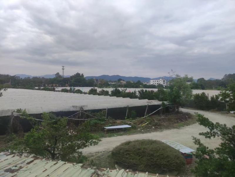 转让百亩优质葡萄园