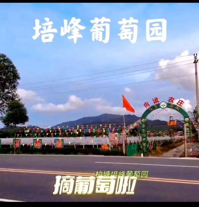 转让百亩优质葡萄园