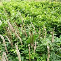 【石参根】中药材种植基地厂家种植指导有技术提供培训