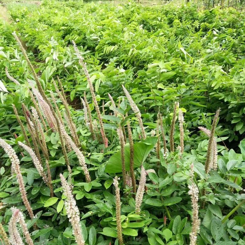 【石参根】中药材种植基地厂家种植指导有技术提供培训