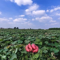 泰紫薯1号新疆产区，口感软糯香甜，流油流蜜，全国可发货