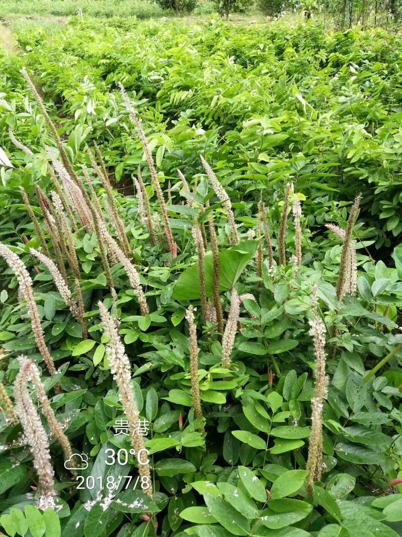 【石参根】中药材种植基地厂家种植指导有技术提供培训