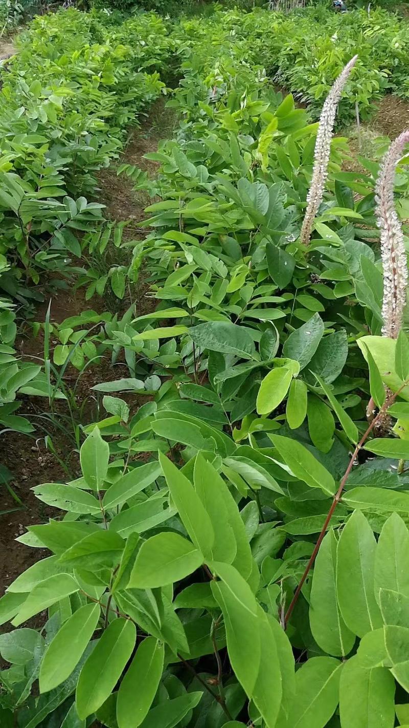 【石参根】中药材种植基地厂家种植指导有技术提供培训