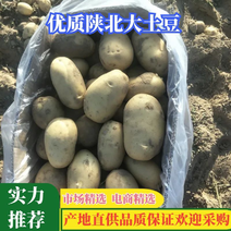 陕西榆林V7土豆大量上市，生长时间长质量保证，皮毛亮