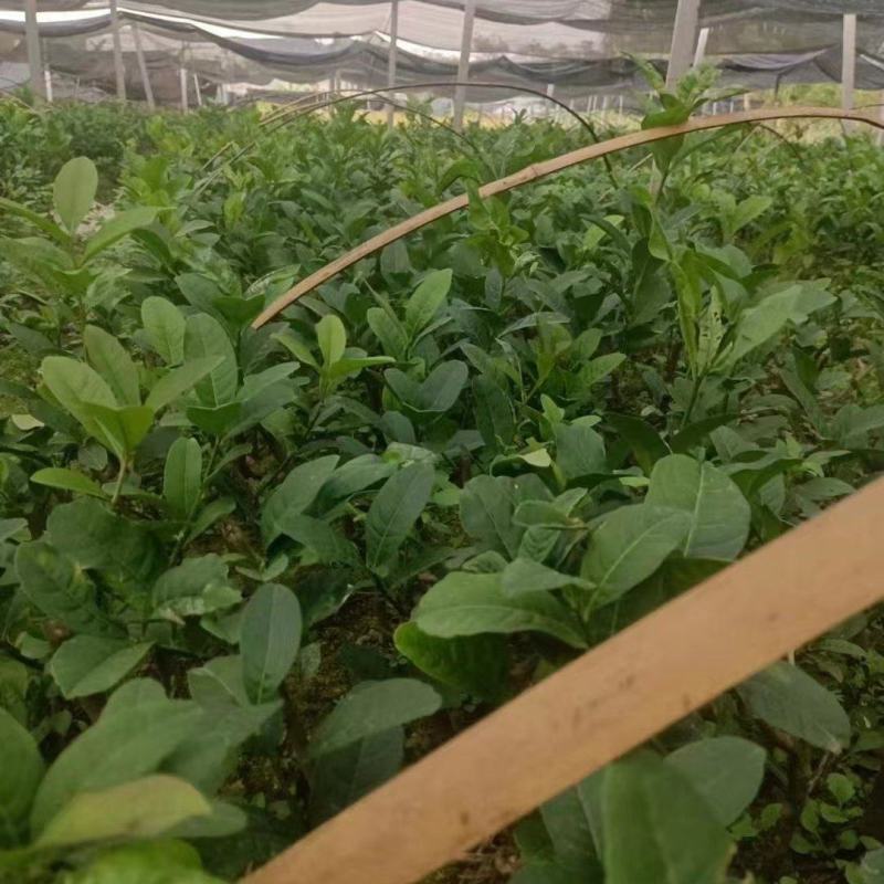 【佛手树苗】广西佛手种苗繁殖培育基地免费提供技术指导