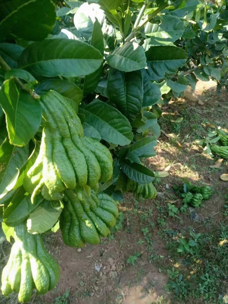 【佛手树苗】广西佛手种苗繁殖培育基地免费提供技术指导
