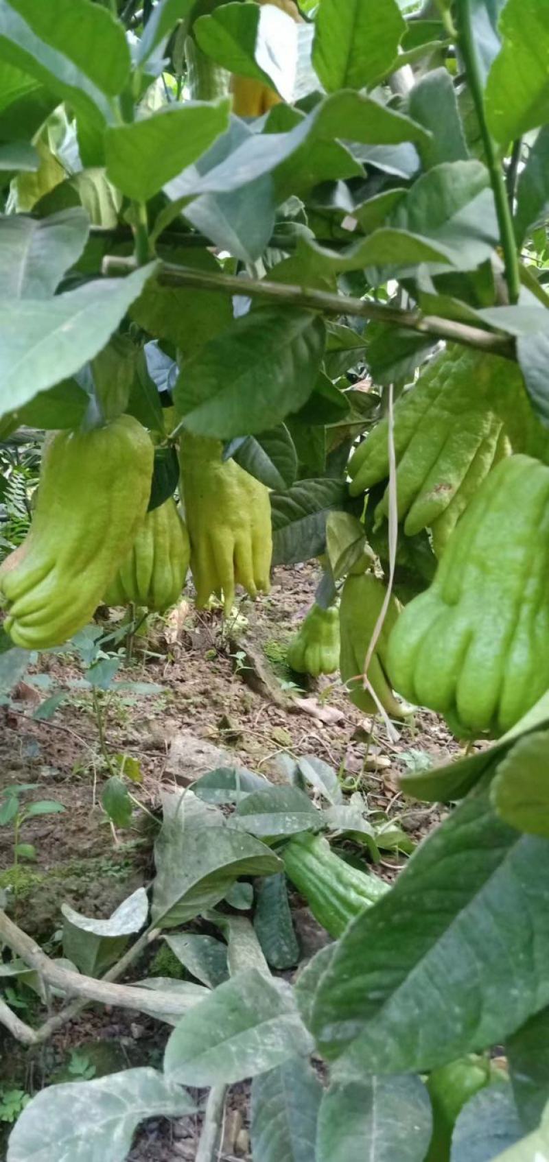【佛手树苗】广西佛手种苗繁殖培育基地免费提供技术指导