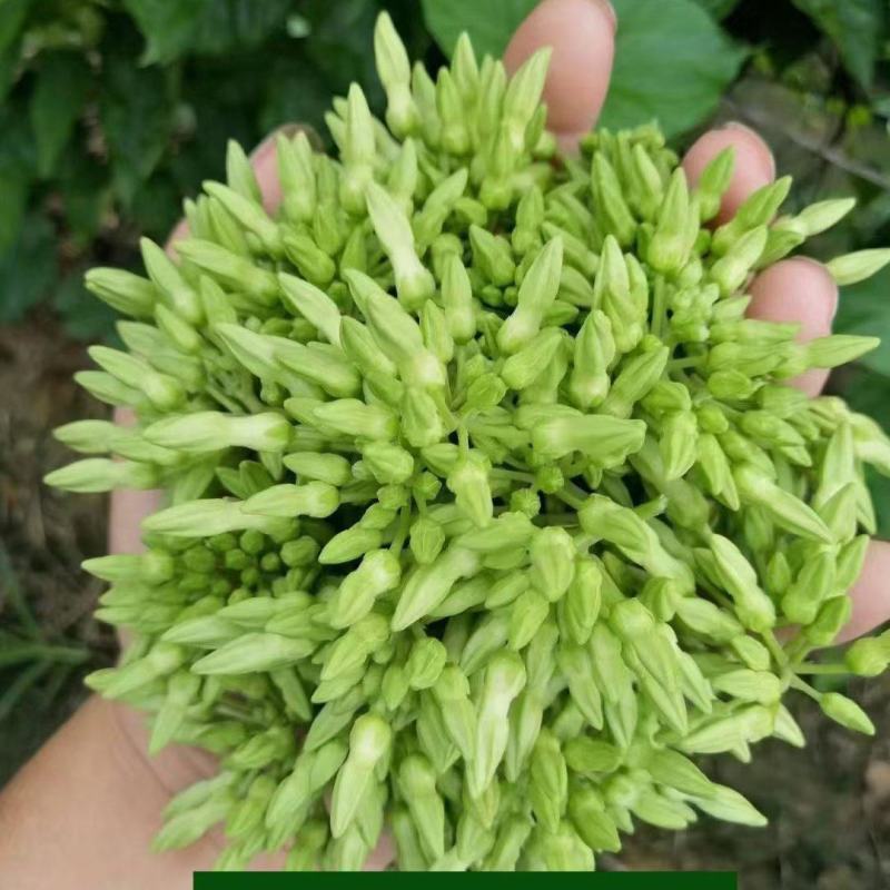 广东特色，夜香花，夜兰香