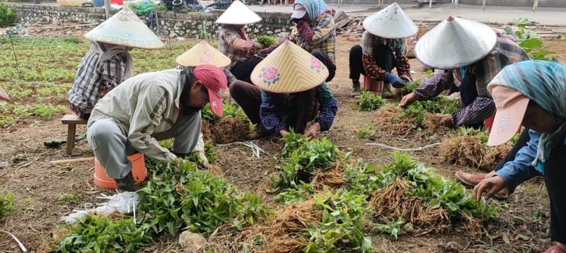 【百部苗】中药材百部种苗生产厂家基地批发提供技术支持