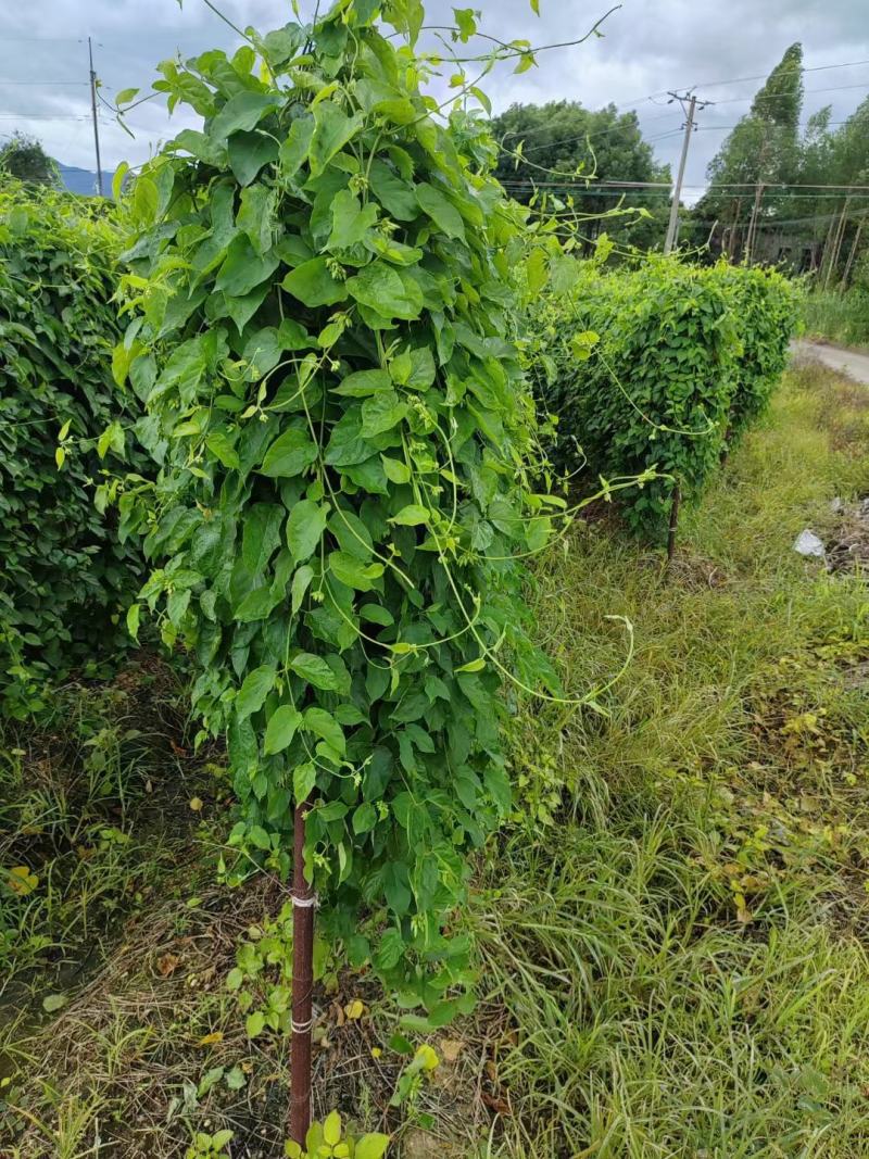 广东特色，夜香花，夜兰香
