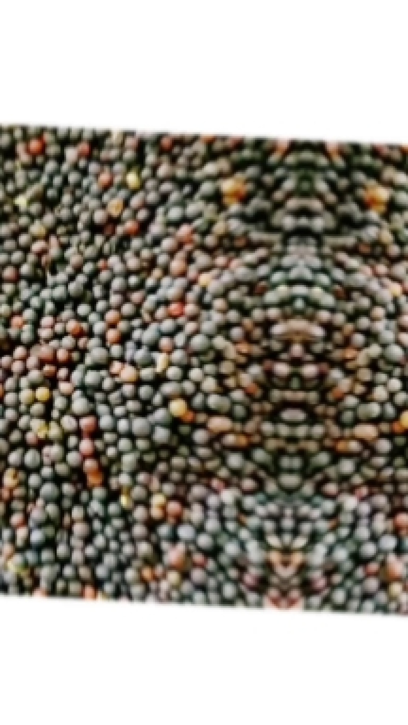 非转基因油菜籽