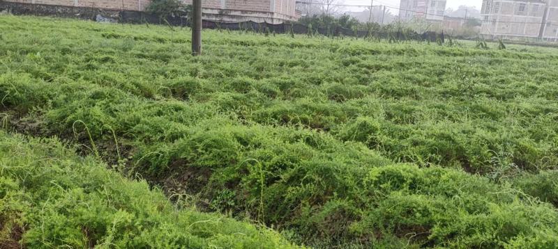 【天冬】中药材天冬基地长期直供无硫熏蒸新鲜药材