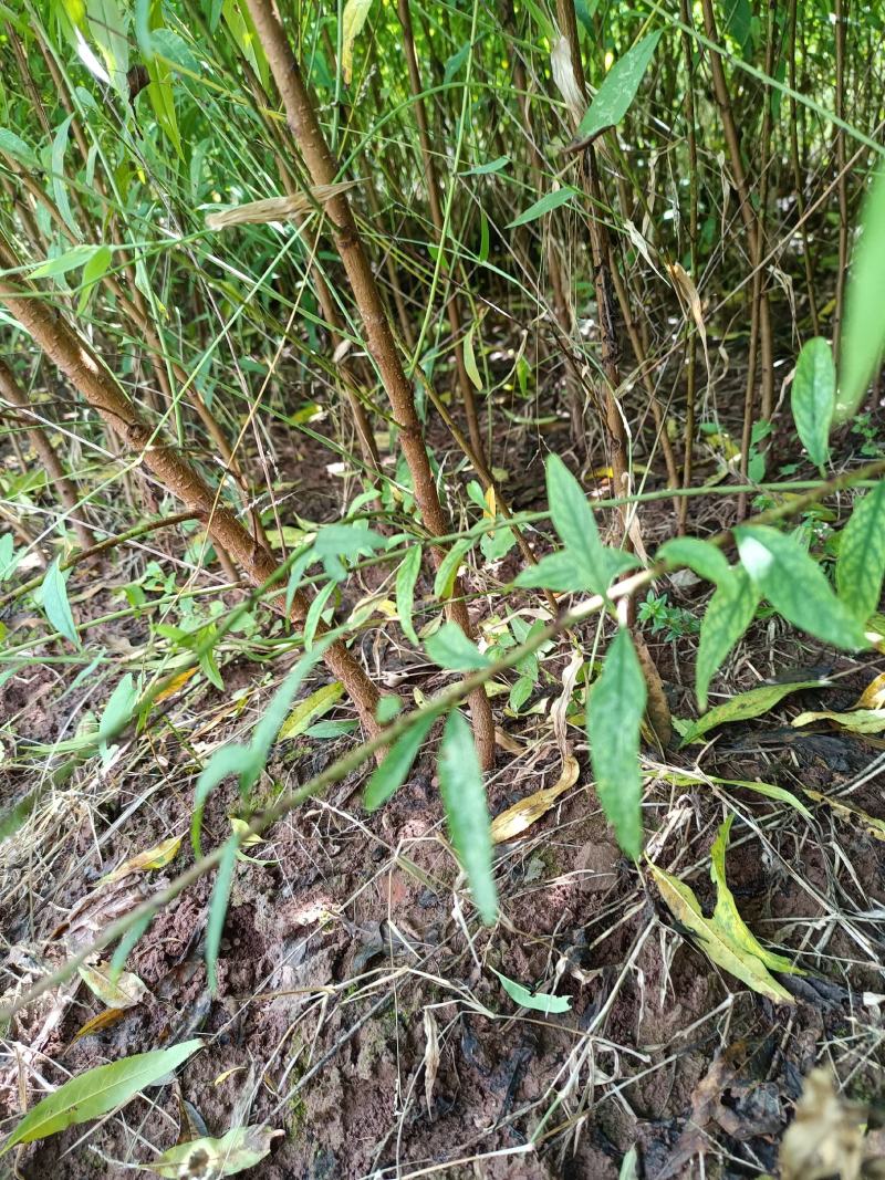 热卖中)自家苗圃实生毛桃苗无中间商质量保证