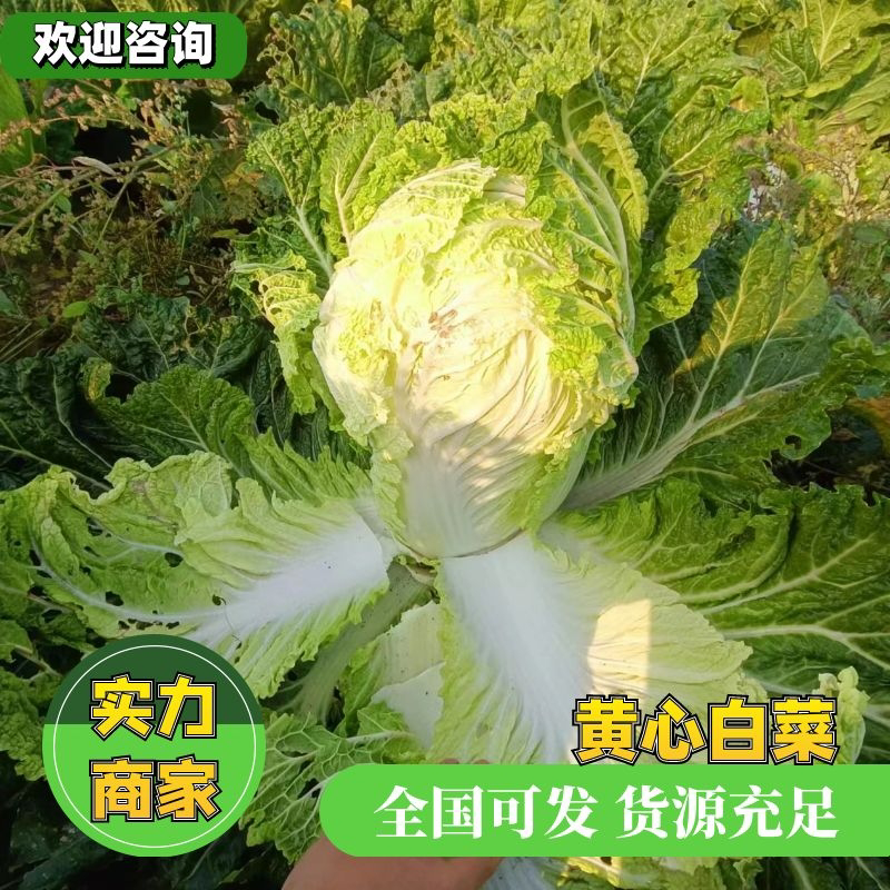 【好货】辽宁黄心白菜大量上市可对接商超市场欢迎咨询