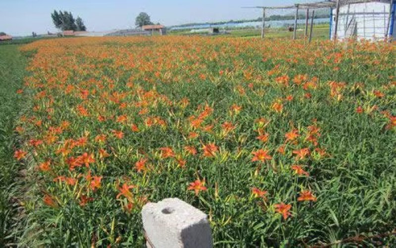 【射干种子】自家种植质优价廉适应性强易种高活