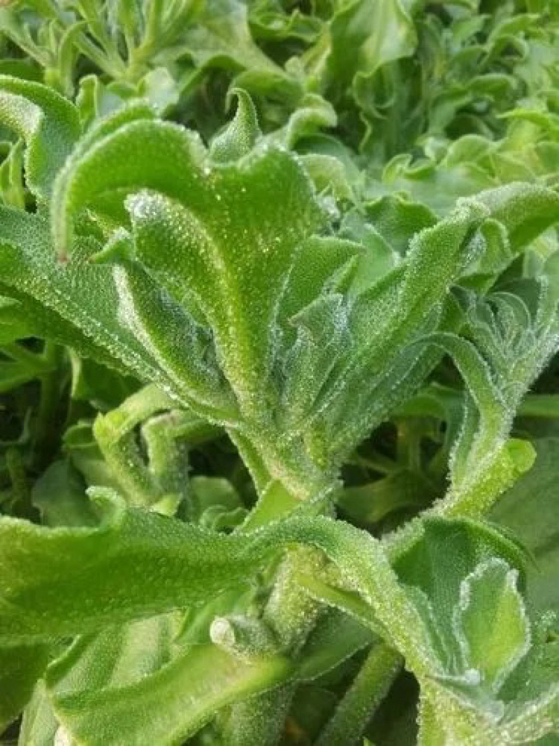 【优选】精品冰草水晶冰草冰菜山东发全国致电详谈视频看货