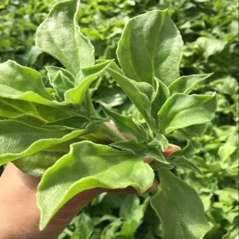 【优选】精品冰草水晶冰草冰菜山东发全国致电详谈视频看货