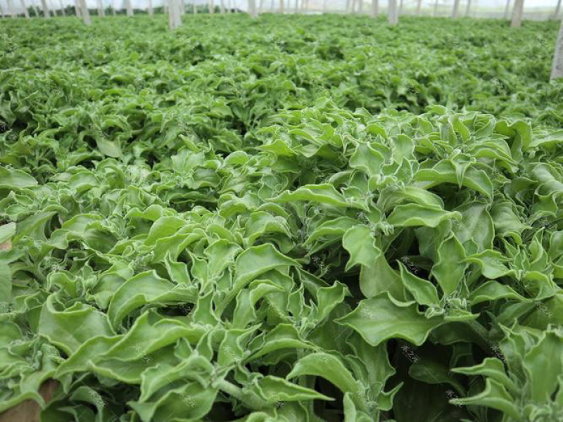 【优选】精品冰草水晶冰草冰菜山东发全国致电详谈视频看货