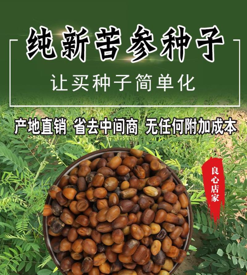 【苦参种子】一手货源质优价廉适应性强高成活