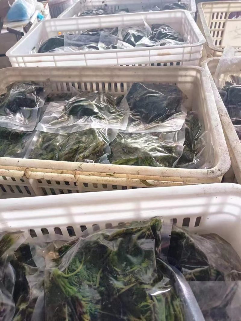 盐渍香椿芽，常年供货，质量保证，欢迎大客户莅临洽谈。
