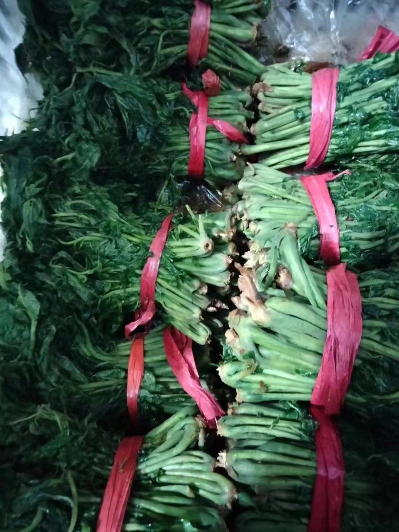 盐渍香椿芽，常年供货，质量保证，欢迎大客户莅临洽谈。