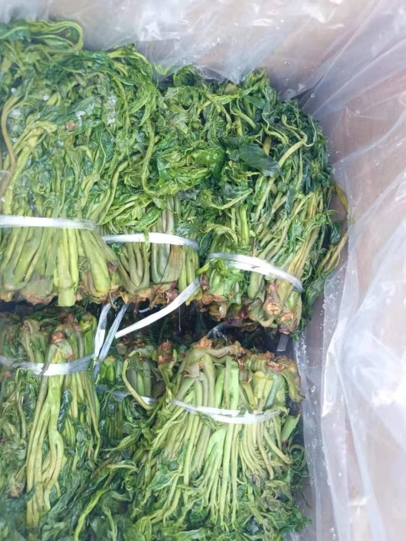 盐渍香椿芽，常年供货，质量保证，欢迎大客户莅临洽谈。