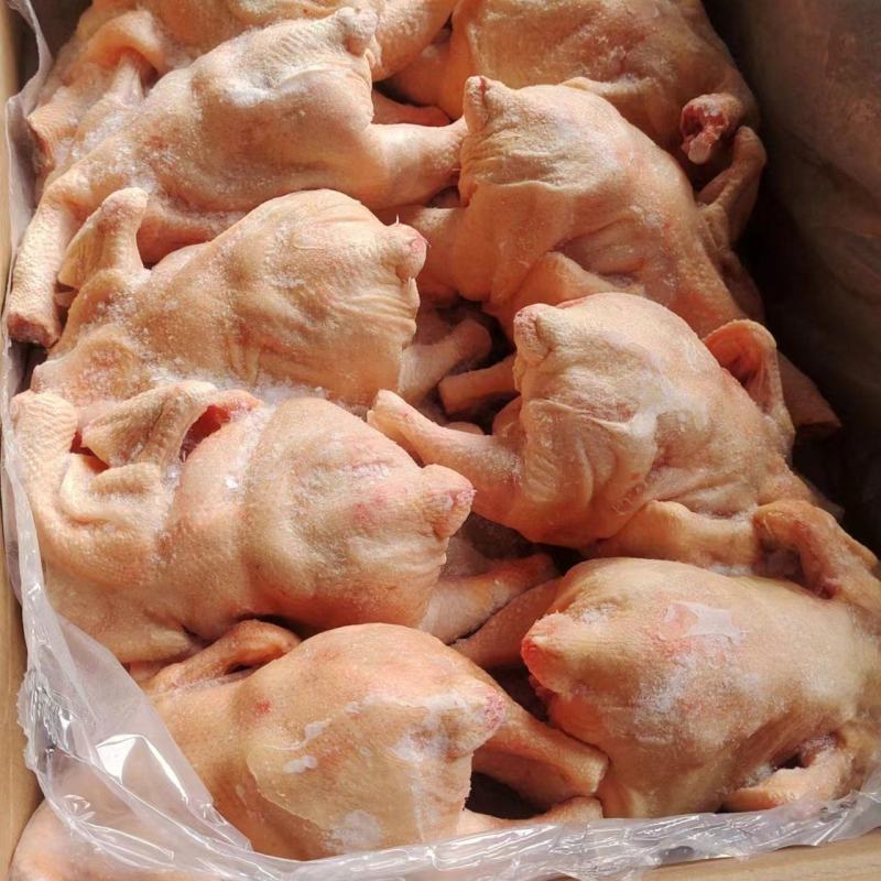 肉食中装鸡