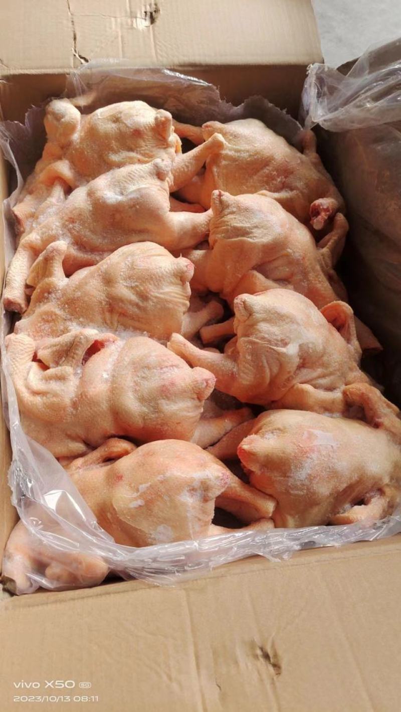 肉食中装鸡