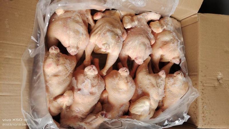 肉食中装鸡