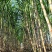 云南黄金甘蔗，黄皮甘蔗，口感酥甜，大量供应市场电商。