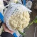 有机松花菜白面青梗散花小米粒菜花代收代发代加工全国
