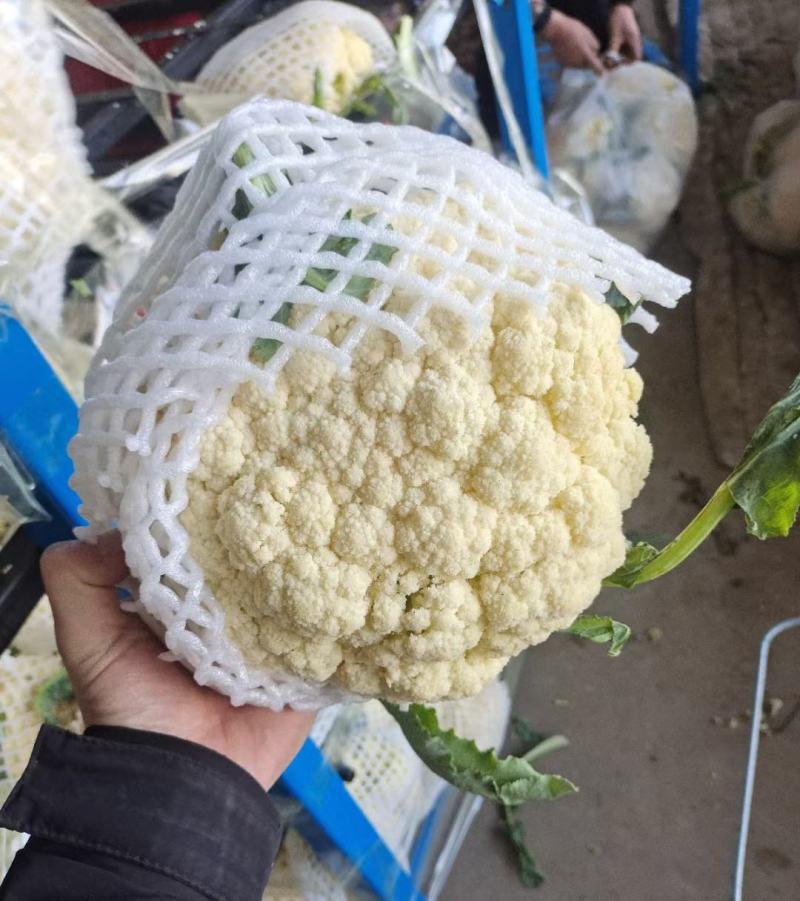 有机松花菜白面青梗散花小米粒菜花代收代发代加工全国