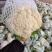 有机松花菜白面青梗散花小米粒菜花代收代发代加工全国