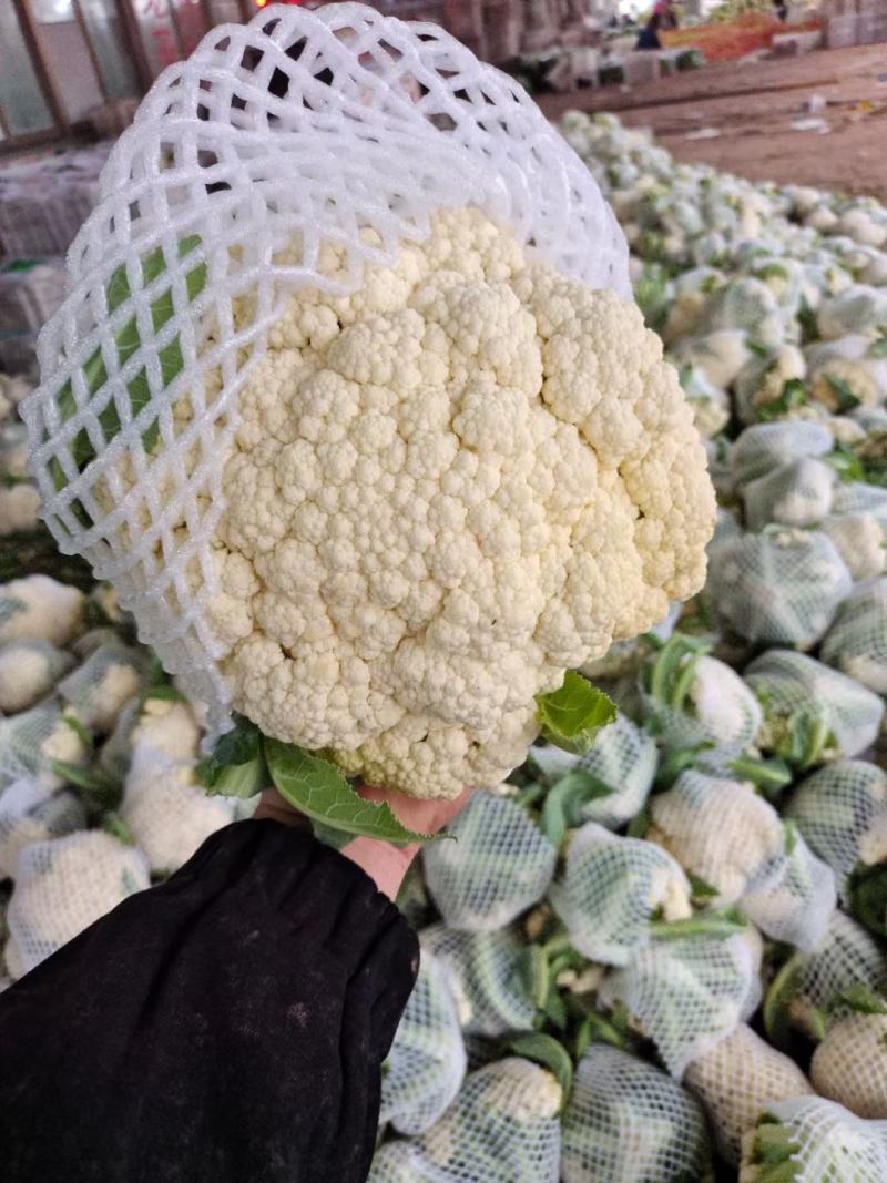 有机松花菜白面青梗散花小米粒菜花代收代发代加工全国