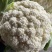 有机松花菜白面青梗散花小米粒菜花代收代发代加工全国
