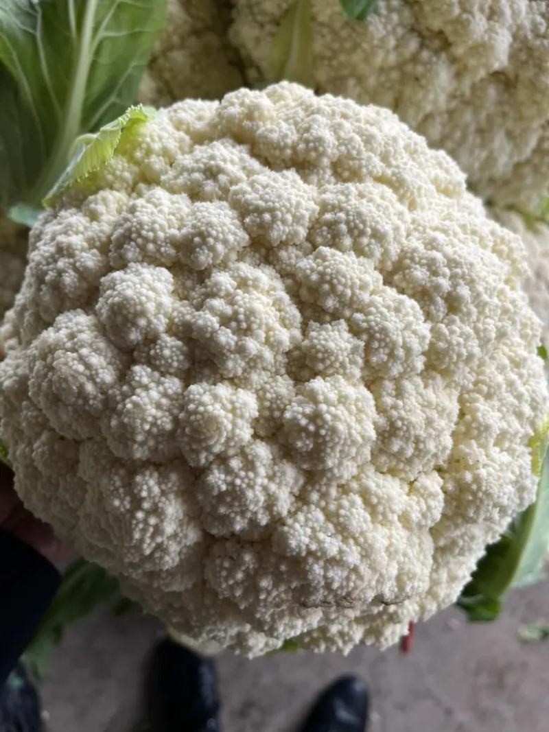 有机松花菜白面青梗散花小米粒菜花代收代发代加工全国