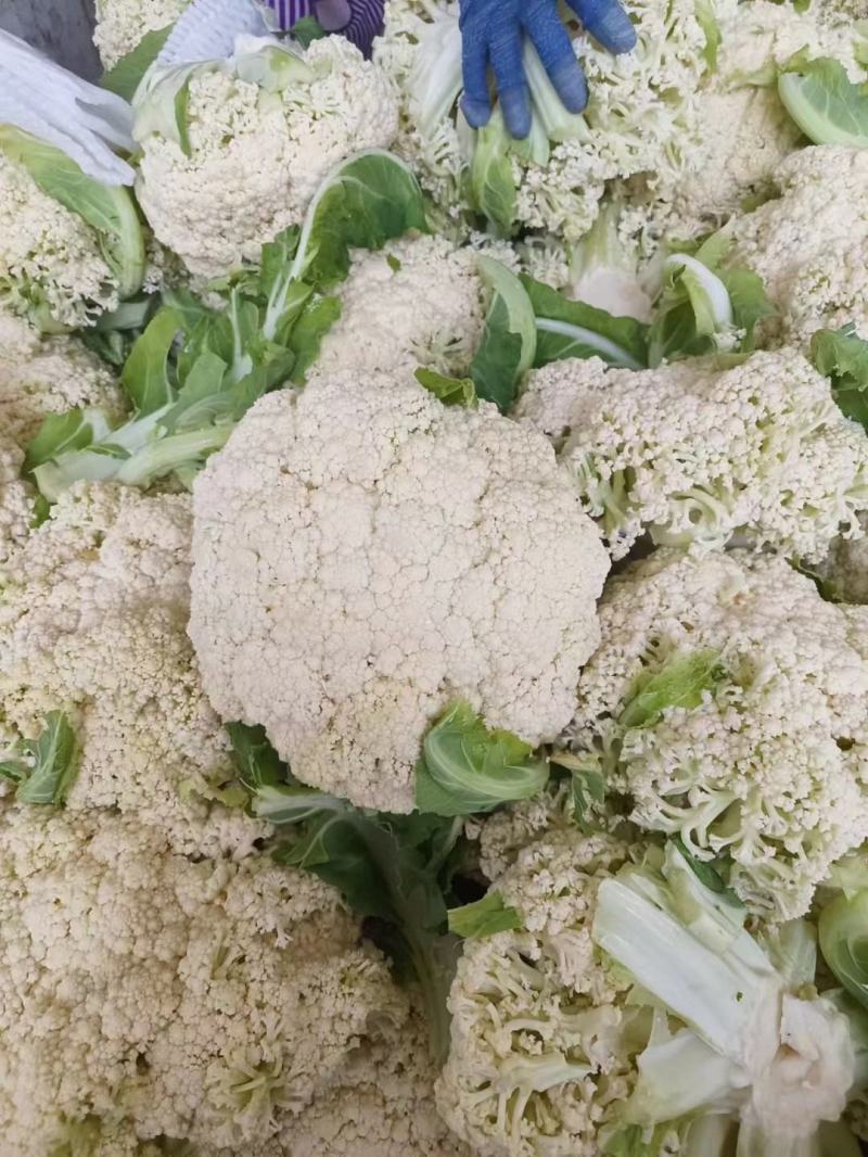 有机松花菜白面青梗散花小米粒菜花代收代发代加工全国