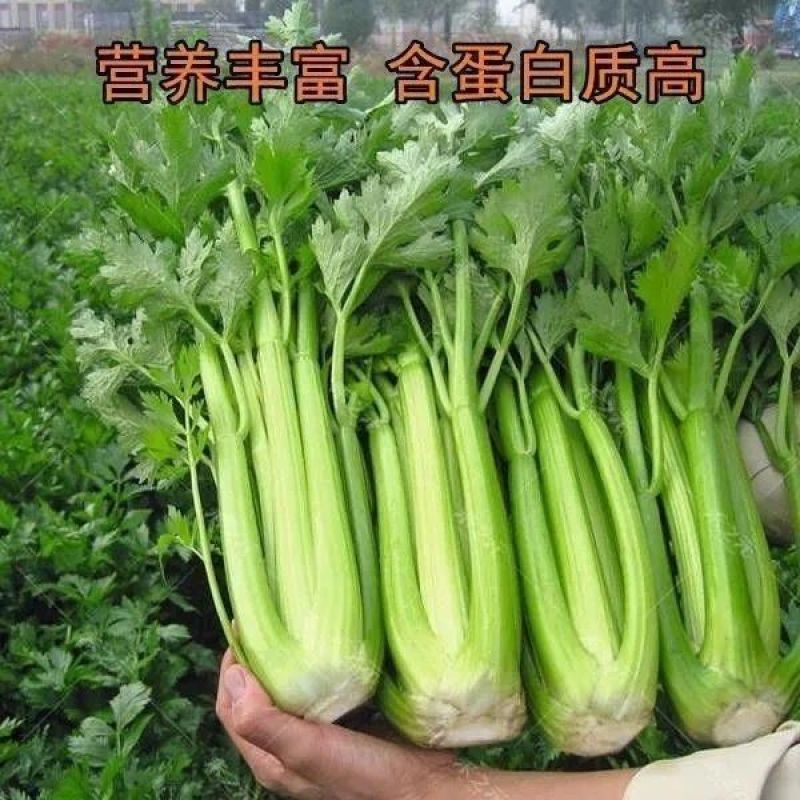 皇后西芹种子早熟西芹种子皇后芹菜种子产量高芹菜春秋大田