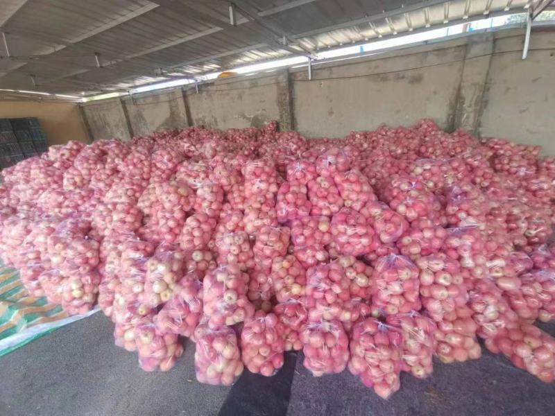 寒富苹果，已经大量上市全国发货代办代收价格低，可实地考察