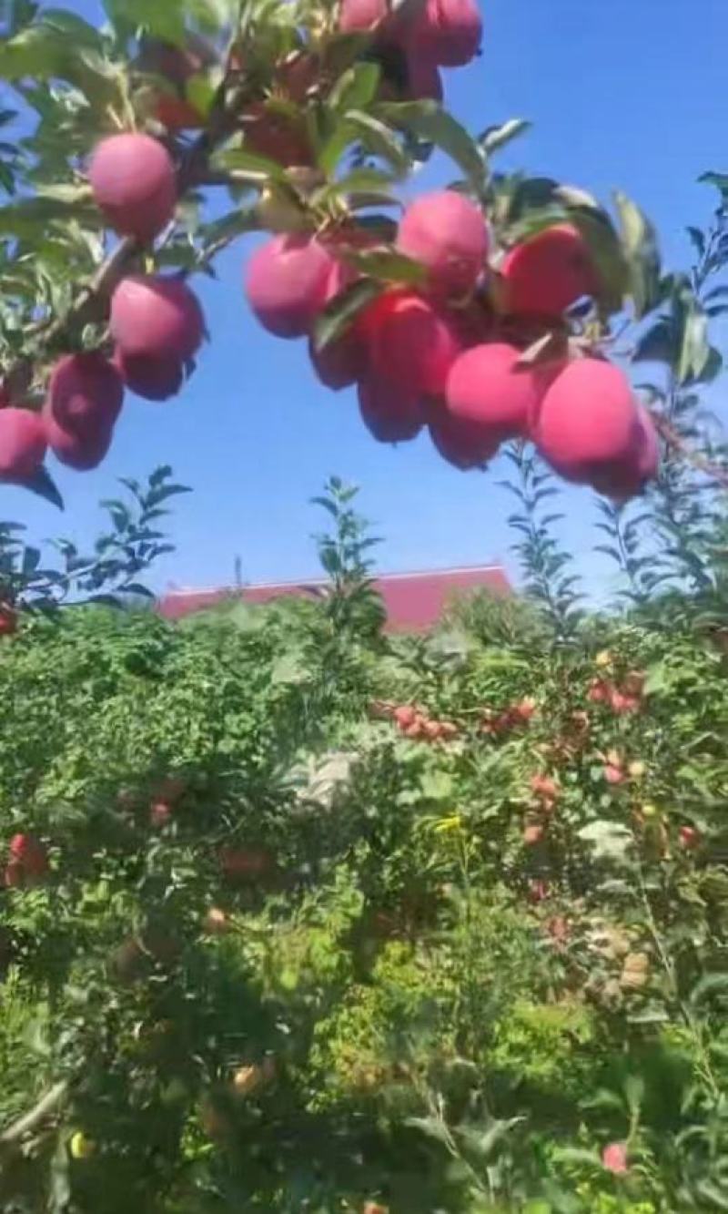 寒富苹果，已经大量上市全国发货代办代收价格低，可实地考察