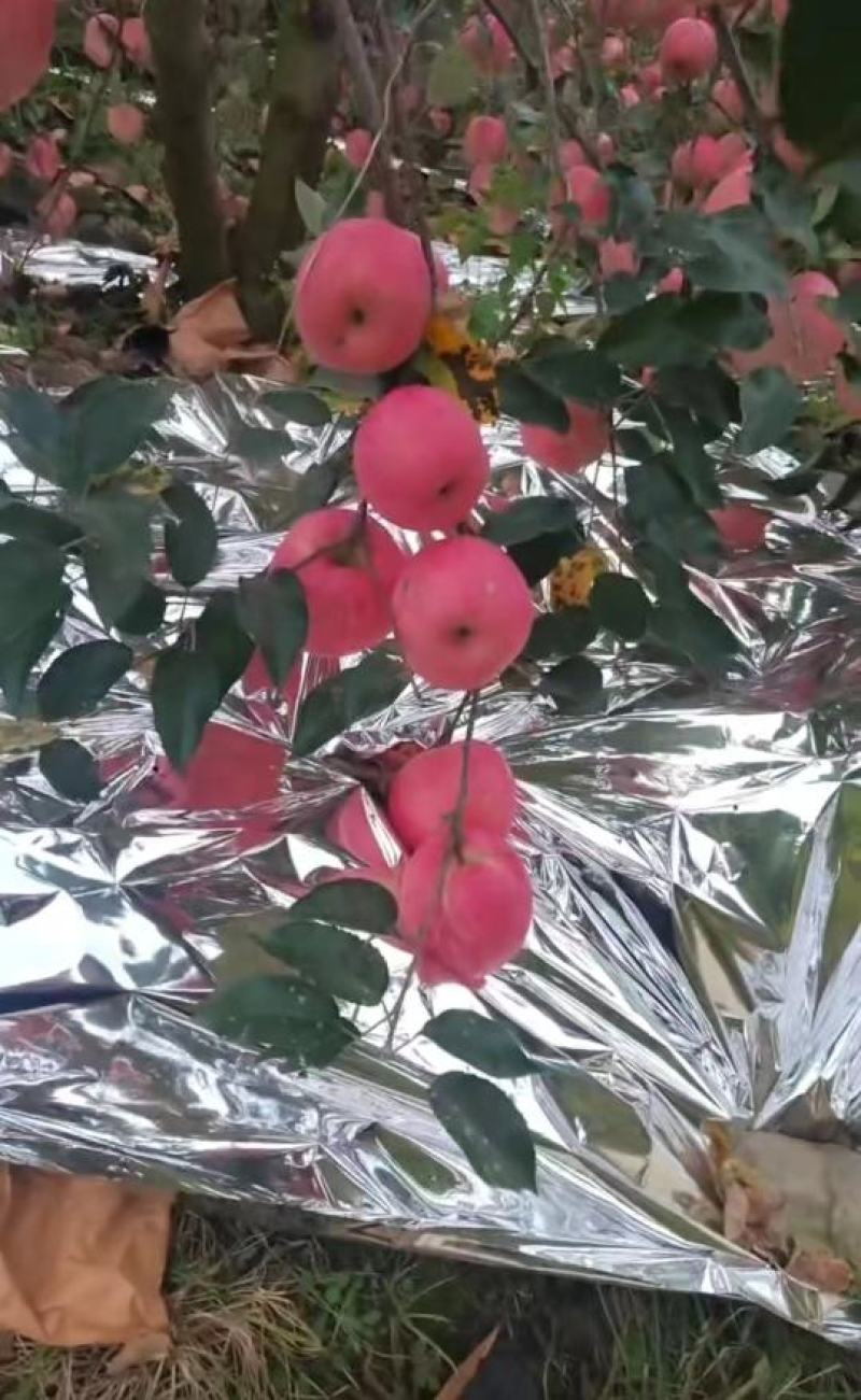 寒富苹果，已经大量上市全国发货代办代收价格低，可实地考察