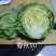 甘蓝又掉价了，喜欢的老板抓紧下单