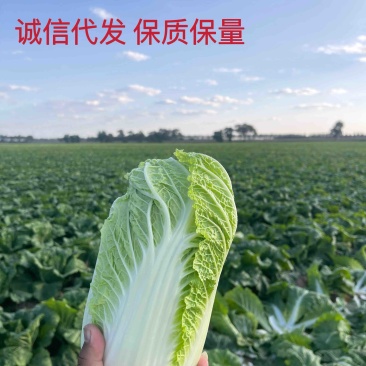 白菜代办黄芯菜辽宁缸菜产地直发保质保量