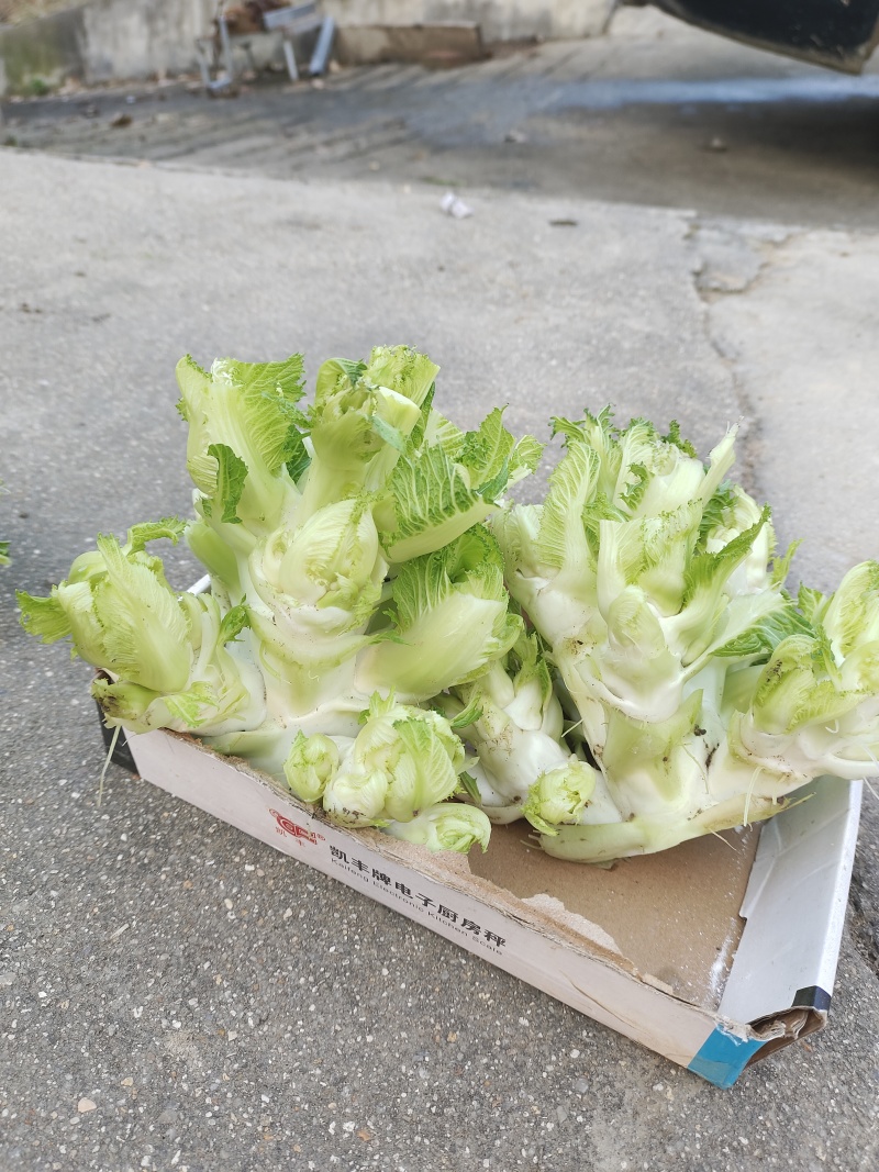 儿菜