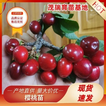 脱毒矮化樱桃树苗美早齐早俄8黄蜜品种齐全基地现起
