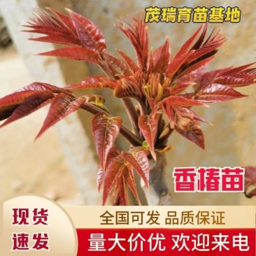 香椿树苗大棚红油香椿树苗矮化香椿苗占地香椿树