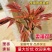 香椿树苗大棚红油香椿树苗矮化香椿苗占地香椿树