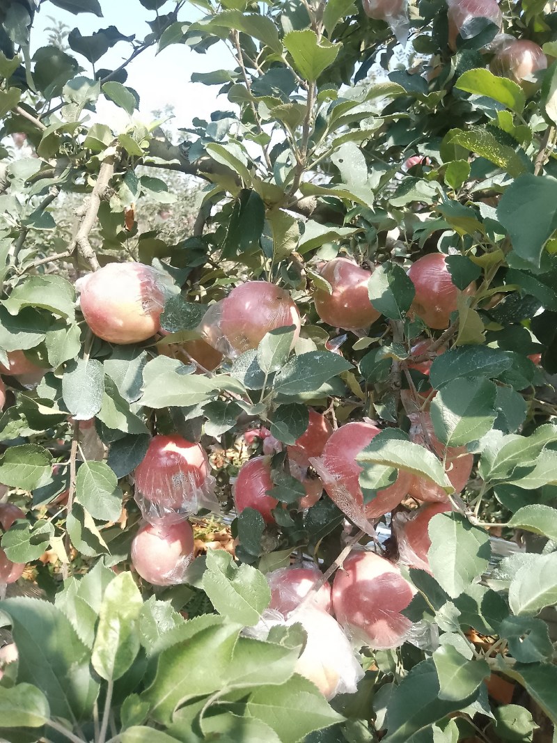 [热卖]山西运城红富士苹果苹果产地直发专业代办
