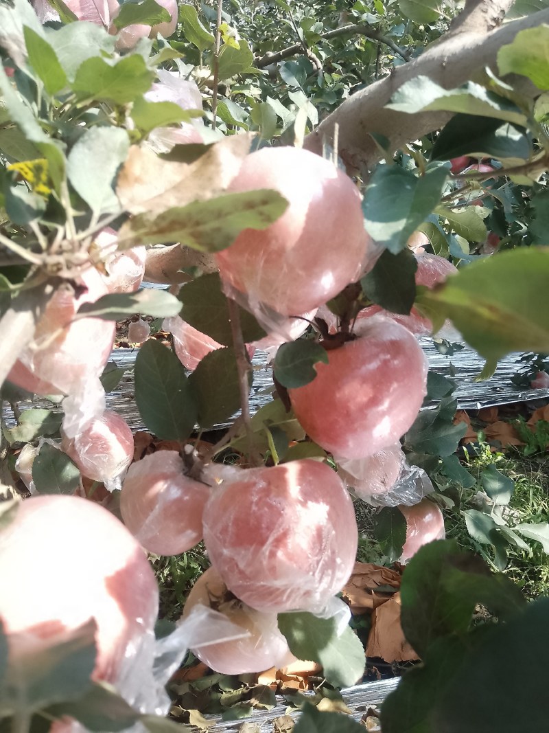 [热卖]山西运城红富士苹果苹果产地直发专业代办