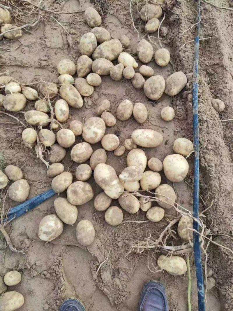 宁夏v7土豆大量有货，欢迎采购商随时咨询实地看货